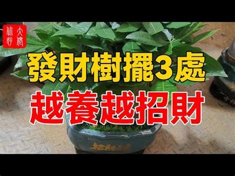 招財樹擺放位置|風水開運植物指南：客廳財位招財植物擺放攻略 